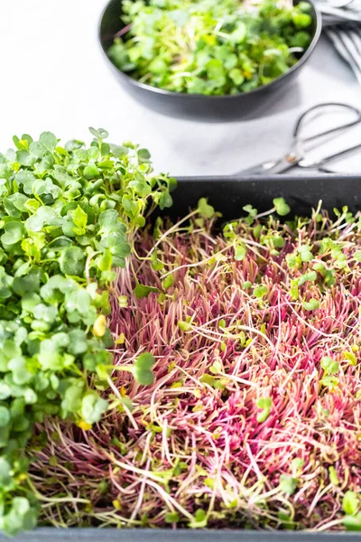 Cosechando Microgreens Rábano Una Gran Bandeja Plástico — Foto de Stock