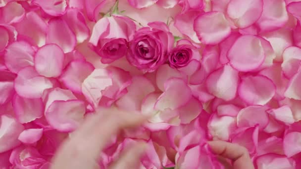 Růžové Růže Okvětní Lístky Růží Růžovém Pozadí — Stock video