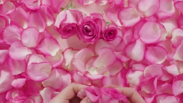 Różowe Róże Płatki Róż Różowym Tle — Wideo stockowe