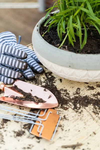 Blumen Späten Frühling Kleine Pflanztöpfe Pflanzen — Stockfoto