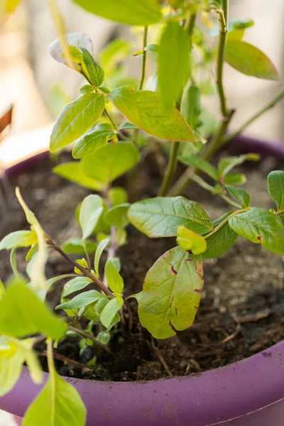 Het Planten Van Bosbessen Plant Een Tuin Planten Pot — Stockfoto