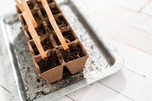 Planting seeds into peat moss pots to start an indoor vegetable garden.