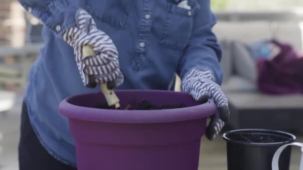 Plantando Flores Pequenos Potes Plantio Final Primavera — Vídeo de Stock