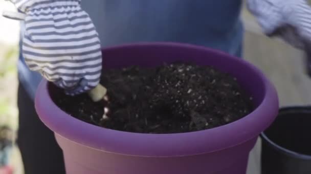 Plantando Flores Pequenos Potes Plantio Final Primavera — Vídeo de Stock