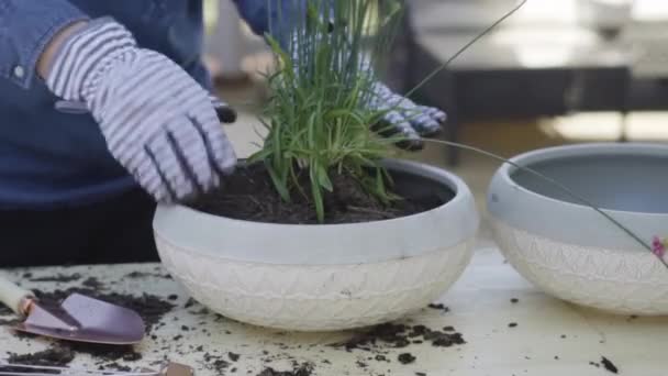 Bloemen Planten Kleine Planten Potten Het Najaar — Stockvideo