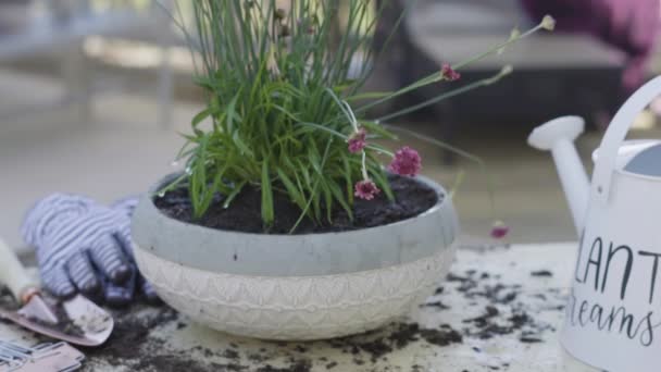 Plantera Blommor Små Planteringskrukor Slutet Våren — Stockvideo