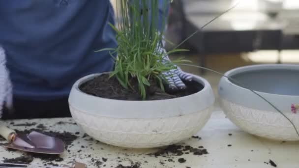 Plantación Flores Macetas Pequeñas Finales Primavera — Vídeo de stock