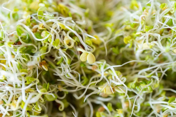 Closeup View Freshly Grown Broccoli Sprouts — Stock Photo, Image
