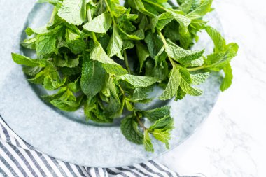 Mermer bir arka planda organik bahçeden taze nane..