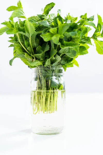 Fresh Mint Organic Garden White Background — Stock Photo, Image