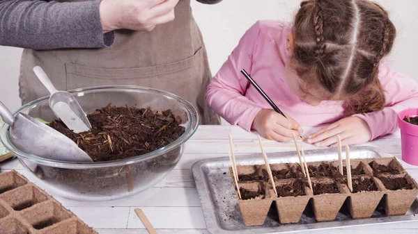 Bambina Che Aiuta Piantare Semi Erbe Piccoli Contenitori Progetto Homeschool — Foto Stock