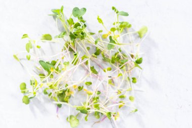 Düz yatıyordu. Bir kasede taze toplanmış turp mikroçerezleri..