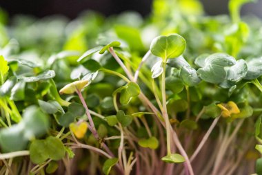 Büyük bir plastik tepsiden turp mikro sebzeleri topluyorum..
