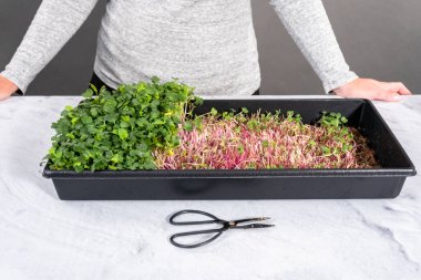 Büyük bir plastik tepsiden turp mikro sebzeleri topluyorum..