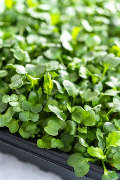 Oogsten Van Radijs Microgreens Uit Een Grote Plastic Schaal — Stockfoto