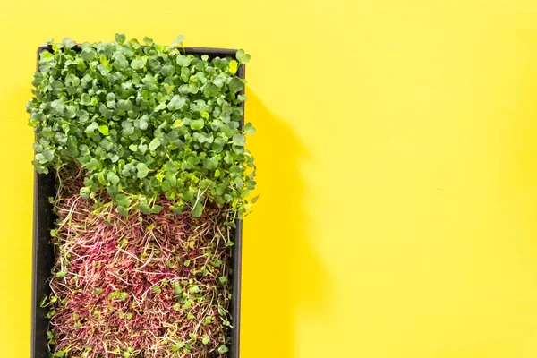 Plat Gelegd Oogsten Van Radijs Microgreens Uit Een Grote Plastic — Stockfoto