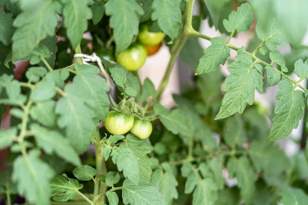Planta Tomate Cherry Ecológico Con Tomates Verdes Rojos — Foto de Stock