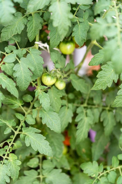 Bio Kirschtomatenpflanze Mit Grünen Und Roten Tomaten — Stockfoto