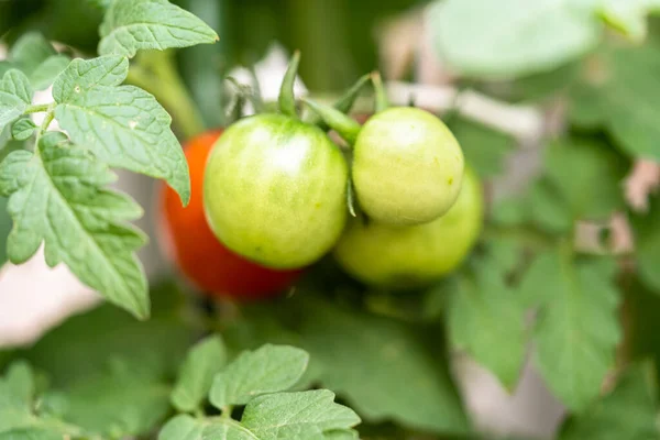 Ekologická Cherry Rajčatová Rostlina Zelenými Červenými Rajčaty — Stock fotografie