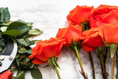 Manzarayı kapat. Kırmızı gülleri budama makası ile mermer bir arka planda buket için.