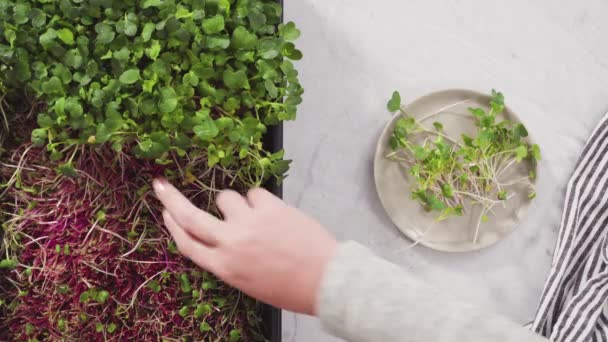 Små planteringskrukor — Stockvideo