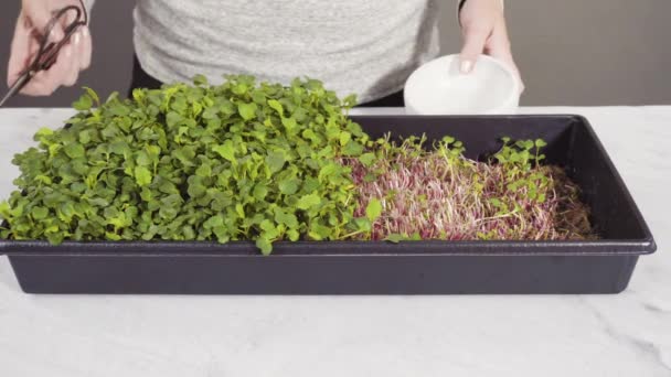 Kleine plantenbakken — Stockvideo