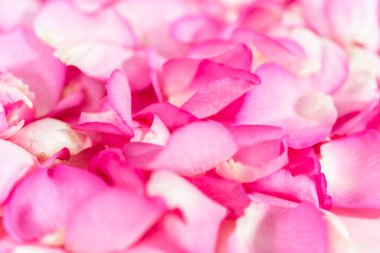 Düz yatıyordu. Pembe güllerin yapraklarının arka planı.