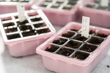 Tohumları, kapalı bir bahçe için başlangıç tepsisine ekiyorum..