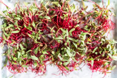 Mor saplı turp mikroçim ve metal tepside yeşil yapraklar..