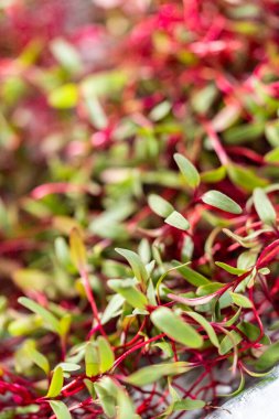 Mor saplı turp mikroçim ve metal tepside yeşil yapraklar..