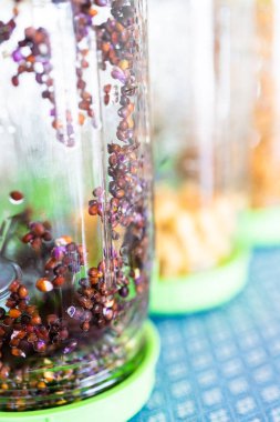 Mason kavanozlarında çeşitli taze lahanalar yetişir..