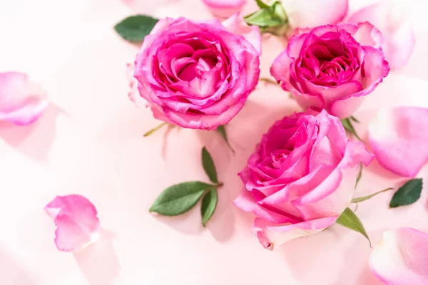 Roze Rozen Rozenblaadjes Een Roze Achtergrond — Stockfoto