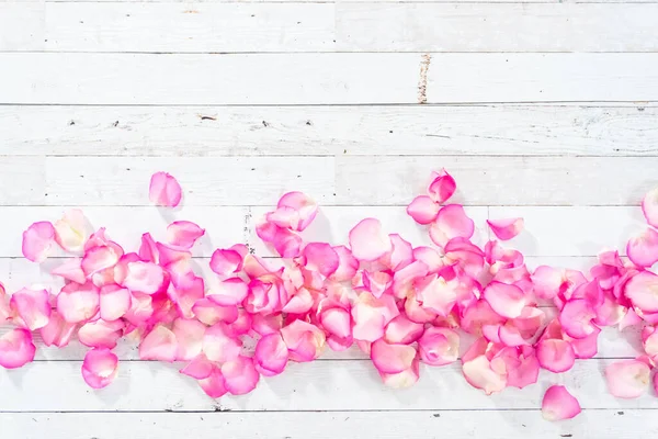 Flat Lay Petals Pink Roses Painted White Wooden Background — Stock Photo, Image