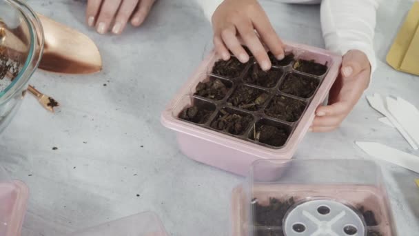 Menina Ajudando Plantar Sementes Propagador Sementes Com Solo — Vídeo de Stock