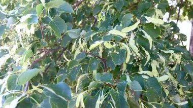 Yeşil ağaç, yumuşak gün ışığında rüzgarda yavaşça sallanır. Video doğal ortamda yaprağın dokusunu ve hareketini vurgular..