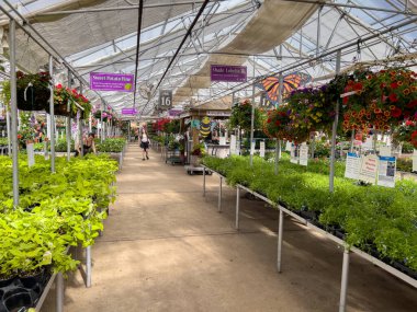 Parker, Colorado, ABD-13 Mayıs 2025 - Tablalardaki yeşil bitkiler sera camdan tavanının altındaki bir bahçe merkezinde sergileniyor.