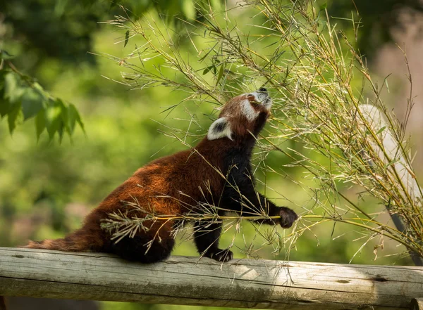 Cute animal, one red panda bear eating bamboo. Animal sitting on a log, holding a bamboo branch while stretching towards green leaves. Green forest in the background.