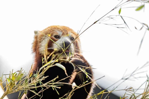 Animal bonito, um urso panda vermelho comendo bambu, enquanto segurando um ramo de bambu com as patas. Luz céu fundo — Fotografia de Stock