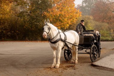Klampenborg, Danimarka - 15 Ekim 2018: taşıma, Copenhagen yakın Jaegersborg Dyrehave için kırmızı kapının dışında bazı turistler için bekleyen ile beyaz at.