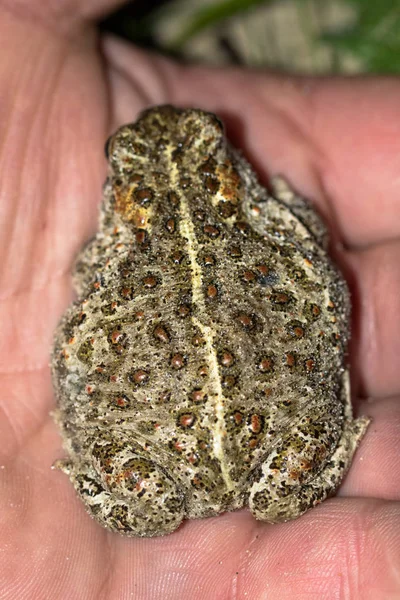 The natterjack toad, Bufo calamita, sitting in a mans hand.