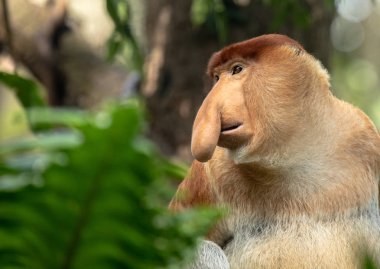 Portrait of a Male Proboscis Monkey with big nose clipart