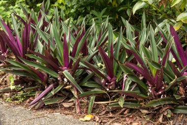 Tradescantia spathacea or Oyster plant growing outdoors clipart