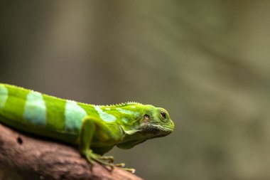 Erkek Fiji bantlı iguana, Brachylophus fasciatus, doğal arka plan.