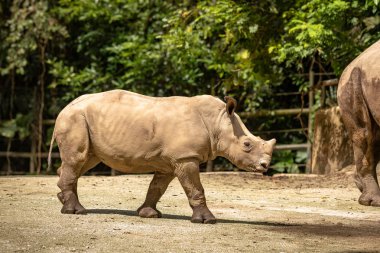Beyaz rhino veya kare dudaklı gergedan, Ceratotherium simum genç buzağı.