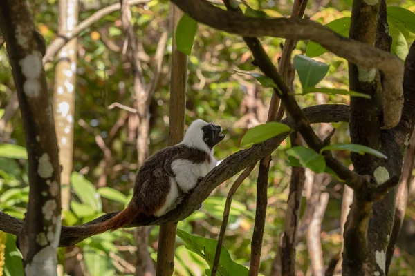 Mono de Tamarin Top de algodón - Saguinus edípo sentado en una rama de árbol — Foto de Stock