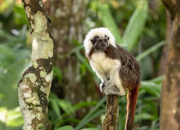 Cotton Top Tamarin Monkey - Saguinus edipus - sentado em cima de um galho de árvore — Fotografia de Stock