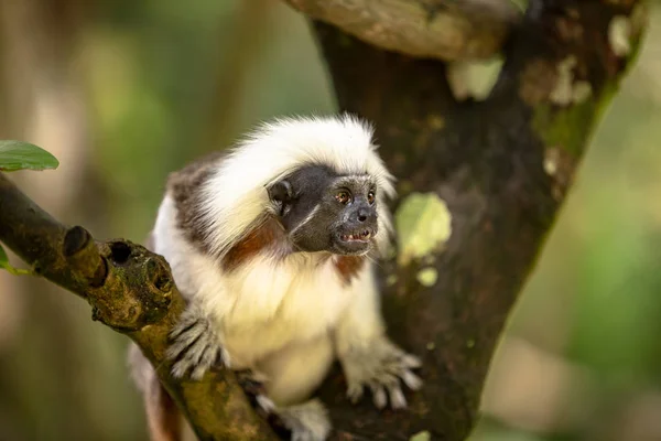 Bavlněný Top Tamarin opice, Saguinus oedipus, sedící na větvi stromu — Stock fotografie