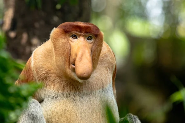 Portrait of a Male Proboscis Monkey with big nose — Stock Photo, Image