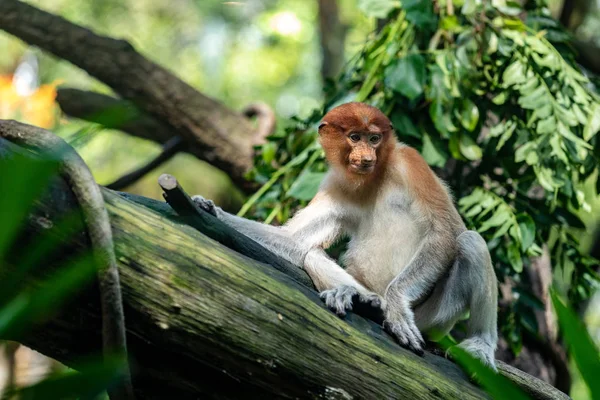 Mono de probóscis hembra sentado en un tronco de árbol — Foto de Stock