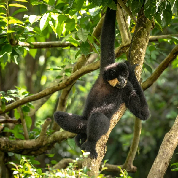 Gibbon, sarı yanaklı Nomascus gabriellae, rahat bir ağaçta asılı.